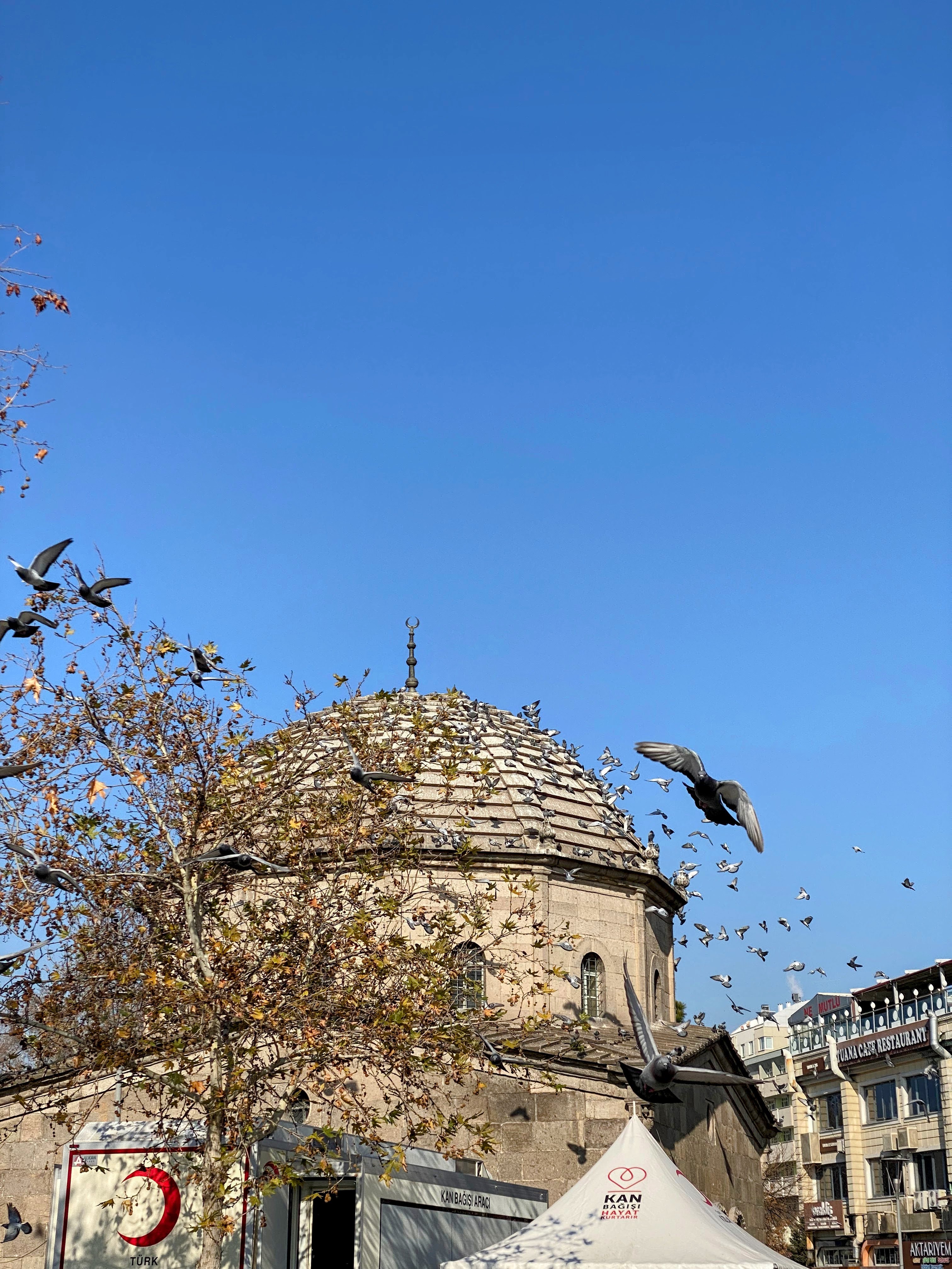 Pigeons around the city center